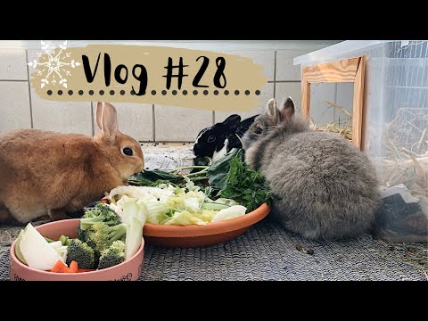 Kaninchen-Impfung, Milben, Durchfall,.. Tierarzt + Update // Vlog #28
