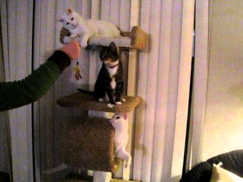 Jupiter, Maia and Kona in the Kitty Tree with the Squeaky Mouse!