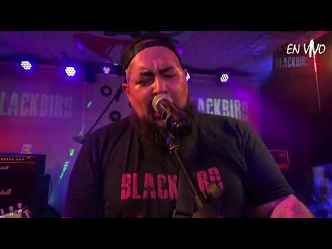 Faqrecord TV - Blackbird en vivo!