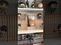 Attack On Titan Manga Shelving Manga Aot Anime Mangaaesthetic Attackontitan Mangashelf