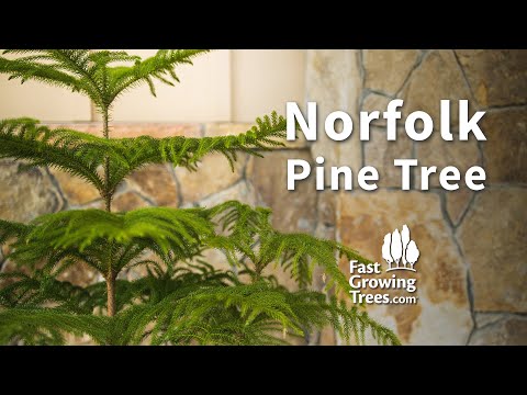 Norfolk Pine Tree | Fast Growing Trees