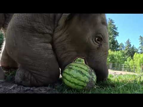 Baby Elephant Plays Soccer with a Watermelon