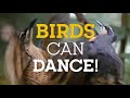 BIRDS Can DANCE
