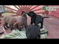Labrador Retriever dogs for sale: Paris - Video 1