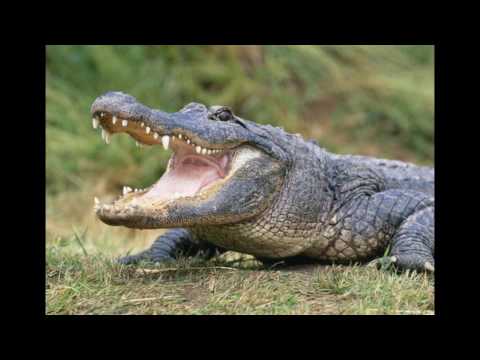 Google - it's a crime (You wouldn't cheat on a pub quiz)