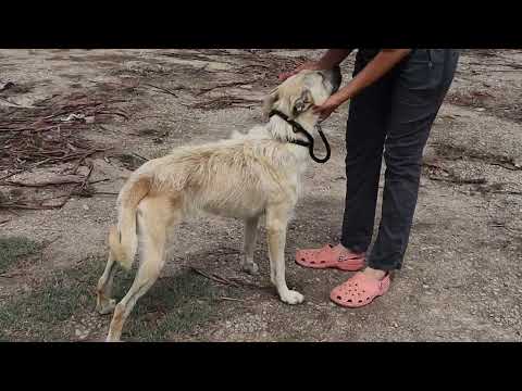 Vídeo de ASPEN