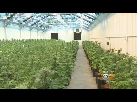 Inside Medical Marijuana Grow Facility