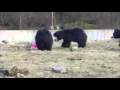 Karhut leikkii ilmapallolla