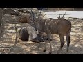 Antelope Wildebeest And Other Wild Animals In The Zoo