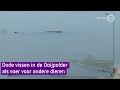 Tientallen dode vissen in de Ooijpolder