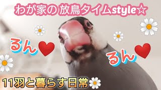 [Finch] Living with 11 birds - what happens when we let them out of their cages?