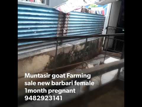 muntasir Goats Farming 8482923141