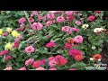 Margazhi Poove WhatsApp Status