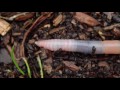 Earthworm locomotion