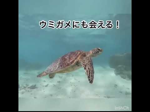 【サークル紹介】ダイビングサークル「current」