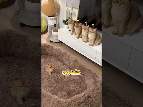 جاب لهم سرير… فهربوا منه! 😂