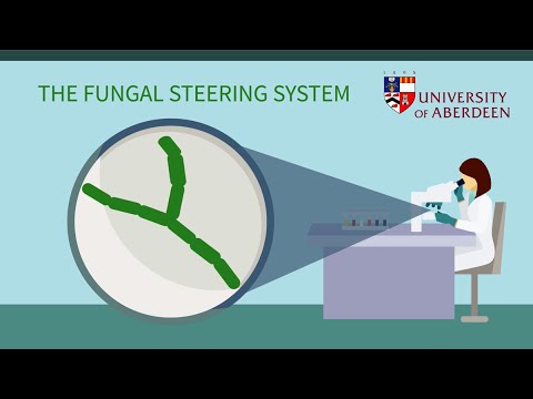 The fungal steering system: a route to infection