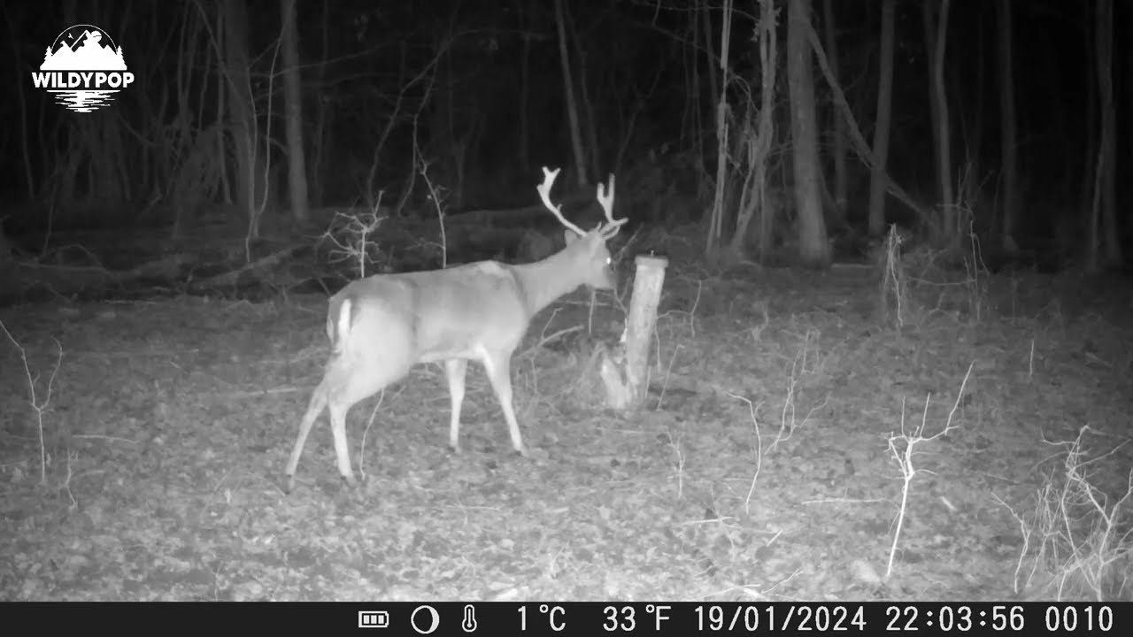 Momeală cu fructe de pădure pentru animale sălbatice 2kg