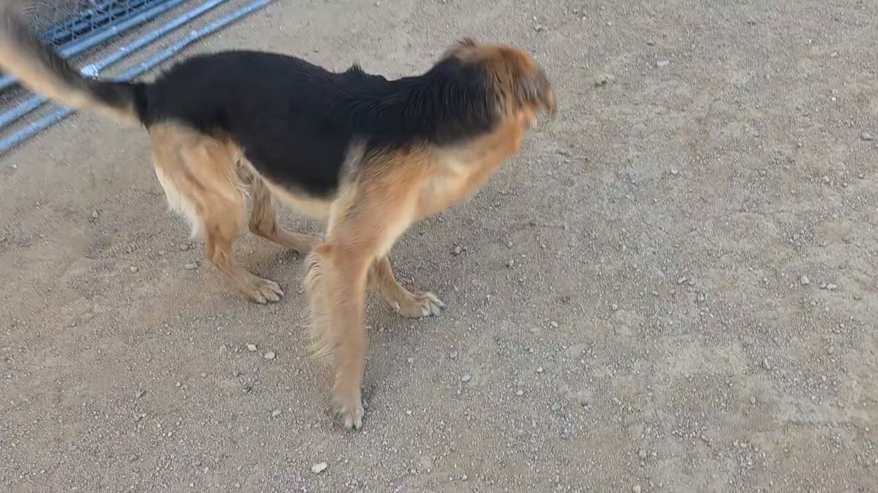 Enlarge Denver, a Adoptable mixed breed in California City, CA video 6/6