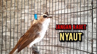 Download lagu trucukan gacor TARUNG ROPEL PANJANG pancingan trucukan agar bunyi jadikan burung trucuk gacor EMOSI mp3 Download lagu trucukan gacor TARUNG ROPEL PANJANG pancingan trucukan agar bunyi jadikan burung trucuk gacor EMOSI mp3
