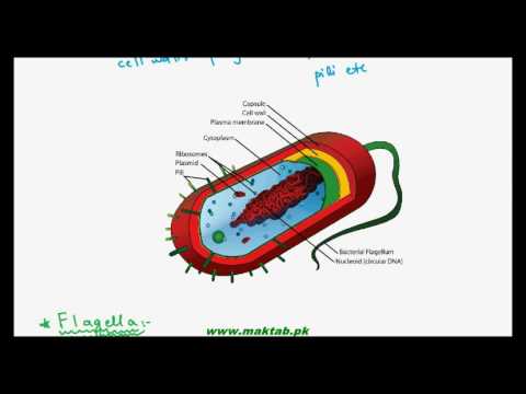 FSc Biology Book1, CH 6, LEC 3: Bacterial Cell Structure – Part1