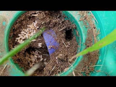 Following the Ants Right to Our Bait Station in Bridgewater, NJ