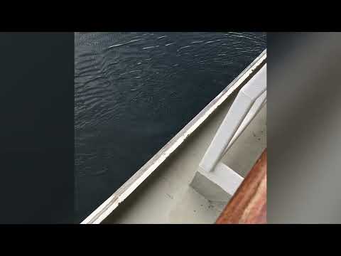 Narvik, Norway Sailaway: The Ultimate Arctic Cruise Experience.#youtube  #ytshorts #youtubeshorts