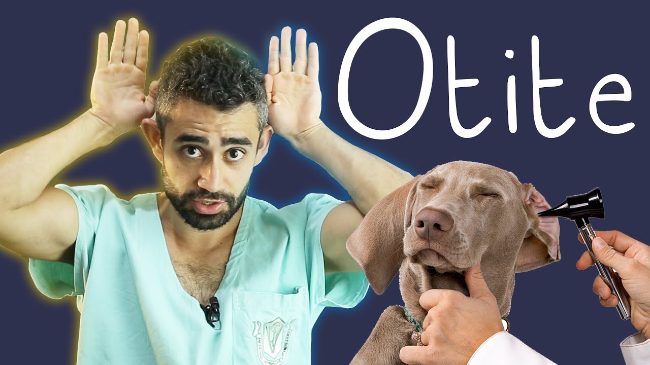 Infecção no ouvido | Dica Veterinária #39