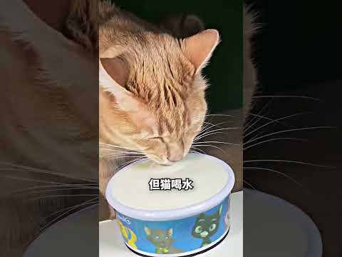 猫狗喝水差太多：猫居然是这样喝的😳