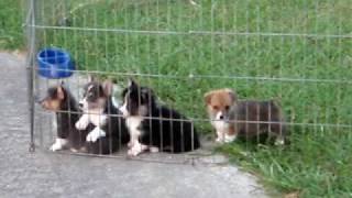 preview picture of video 'Pembroke Welsh Corgi Puppies - 6 weeks'