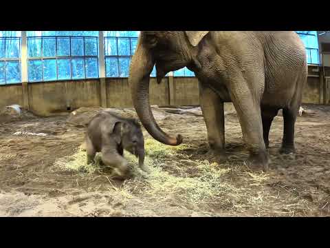 Baby Elephant Tula-Tu Plays With Mom In A Pile Of Hay
