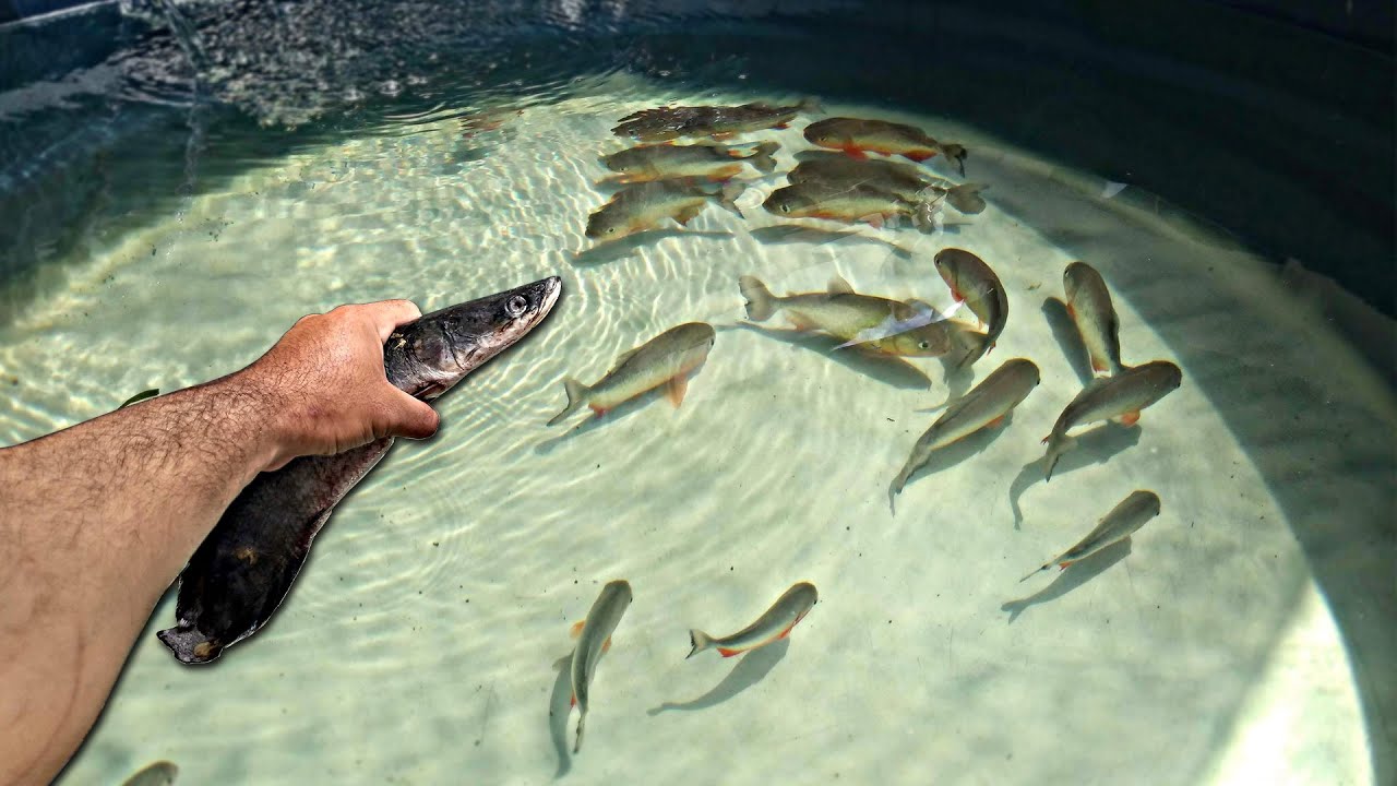 JOGUEI UM PIRARUCU PARA AS PIRANHAS COMEREM! Laguinho.