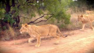 Lion and Big Cat Reality revealed by Ukutula owner