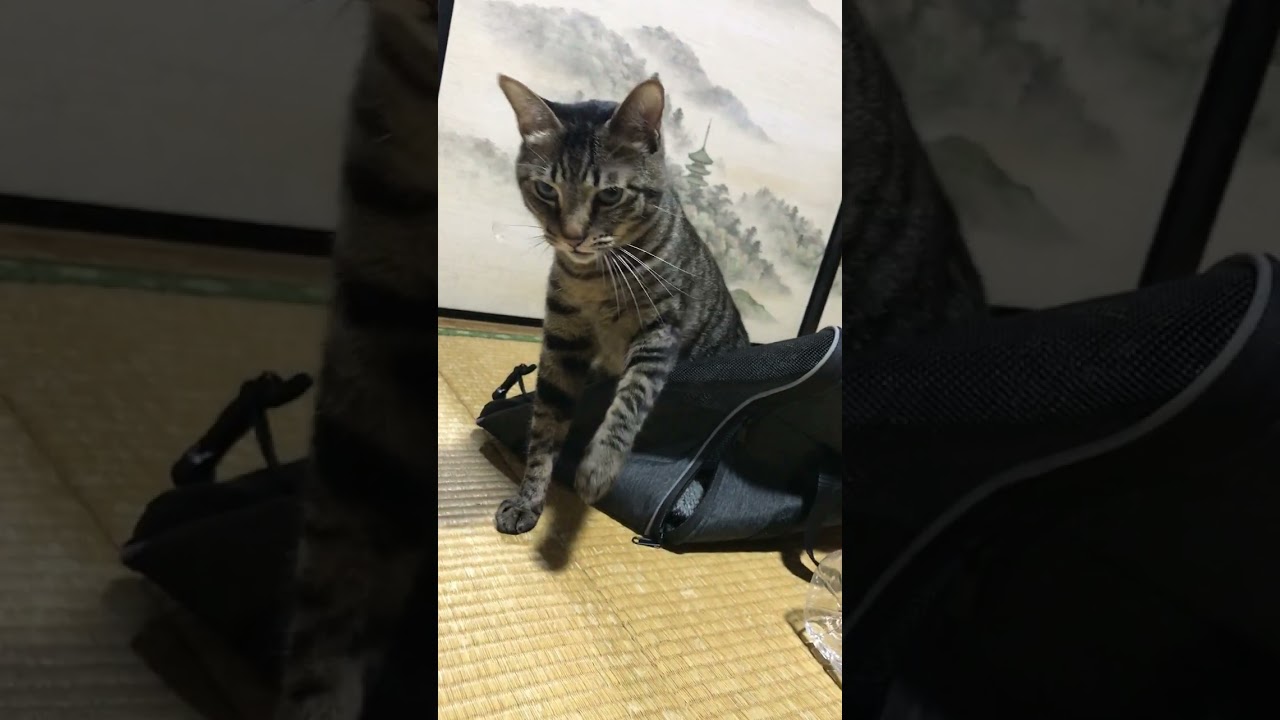 スイッチが入る猫。