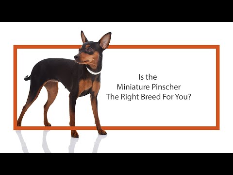 Miniature Pinscher Video