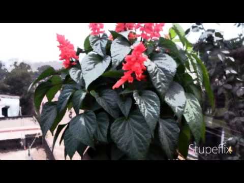 Keshiary Beauty of flower by sudipta