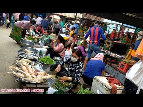 Amazing Morning Fresh Fish Market in the Countryside [Cambodian Fish Markets]