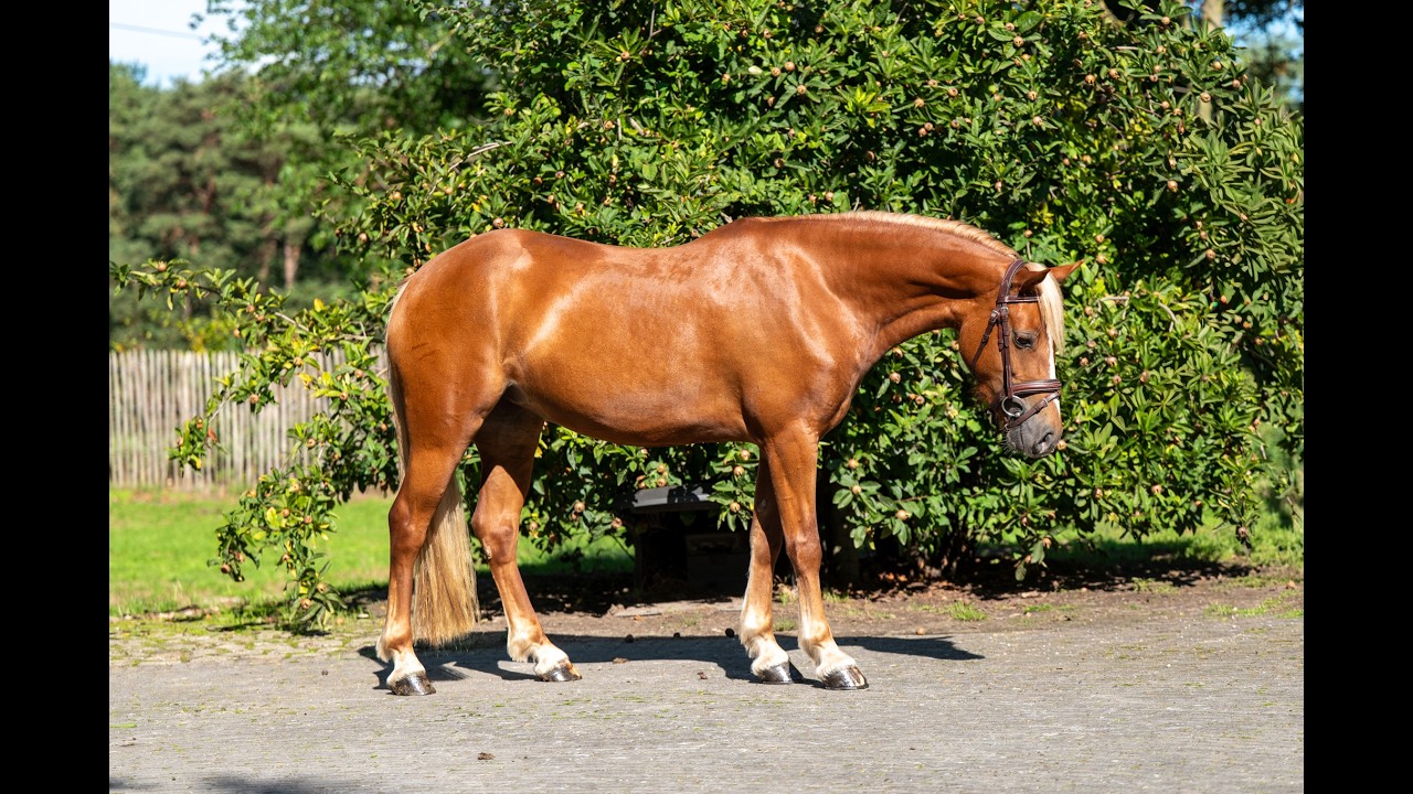 Liezelshof Daydream (LIEZELSHOF HELIO x TREVALLION AMBASSADOR) video 2