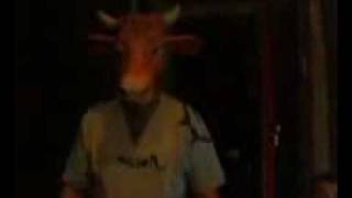 cow -das kamel _animals