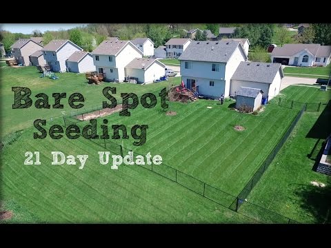 How To Seed and Repair Bare Spots in the Lawn - 21 Day Update!