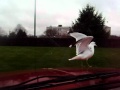 McDonald French Fries Make The Seagulls Fast Food Junkies