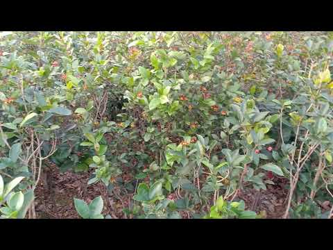 Mai tứ quý miền bắc