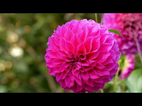 4K Nature Footage MACRO FLOWERS with natural sounds /Part 1/ TRAILER