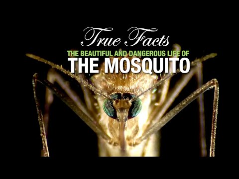 Funny Animal Facts: The Mosquito