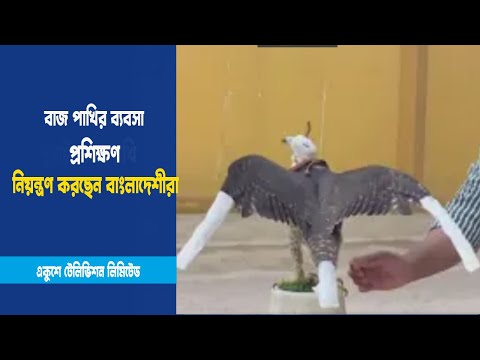 কাতারিদের গর্বের বাজপাখি