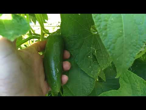 The Diva Cucumber, Part 1
