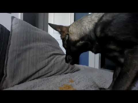 Ava Nicks Video