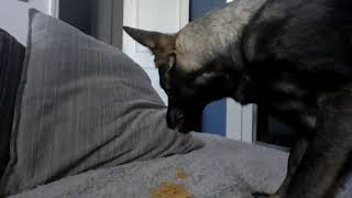 Ava nicks my doritos😆
