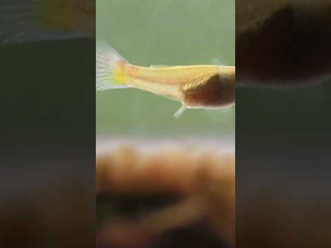 When a Fish Gives Birth 🐟