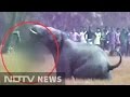 Caught On Camera Elephant Attacks Man In Bardhaman West Bengal